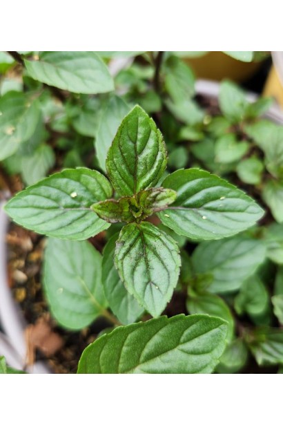 М`ята Карамельна в саду